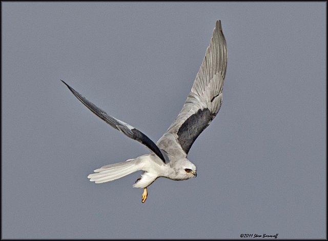 _1SB9798 white-tailed kite.jpg